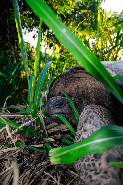 Tortuga Joven Aldabrachelys Gigantea Área Silvestre — Foto de Stock