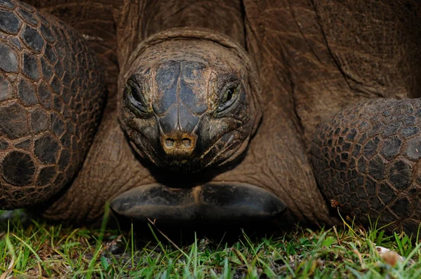 Cabeza Tortuga Gigante Mirando Cámara Aldabrachelys Gigantea Hololissa — Foto de Stock