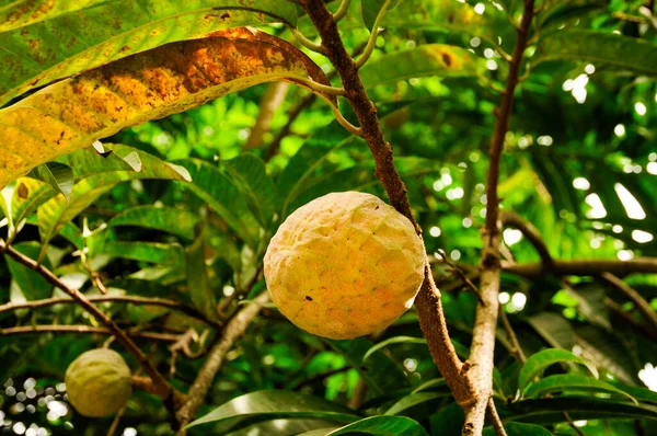 Exotische Gelbe Früchte Der Wilden Süßseife Annona Reticulata Oder Des — Stockfoto