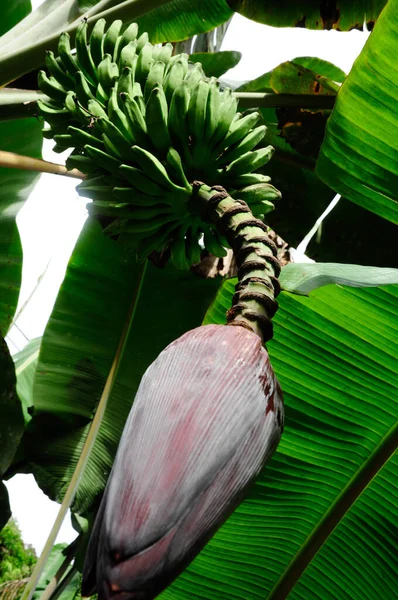 Banánový Květ Hromadou Zelených Banánů Nebo Banánů Plantejn Stromě Musa — Stock fotografie