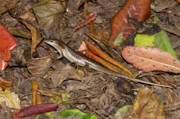 Wright Skink Wright Mabuya Trachylepis Wrightii Ještěrka Fregate Islandu Seychely — Stock fotografie