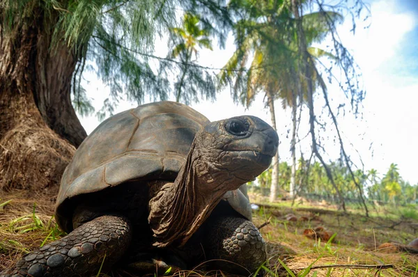 Cuerpo Completo Tortuga Gigante Aldabrachelys Gigantea Hololissa Curieuse Island Seychelles — Foto de Stock