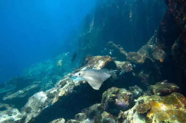 Whitespotted Eagle Ray Aetobatus Ocellatus Swimming Reef Rocks — Stock Photo, Image