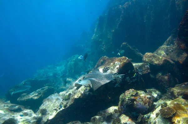 Fehérfoltos Sas Ray Aetobatus Ocellatus Úszik Zátonyok Között Sziklák — Stock Fotó