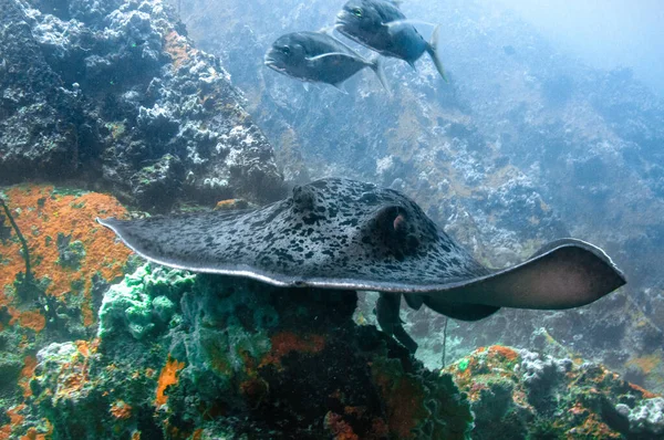 Benekli Fantail Ray (Taeniurops meyeni) okyanus kayalıkları üzerinde yüzüyor
