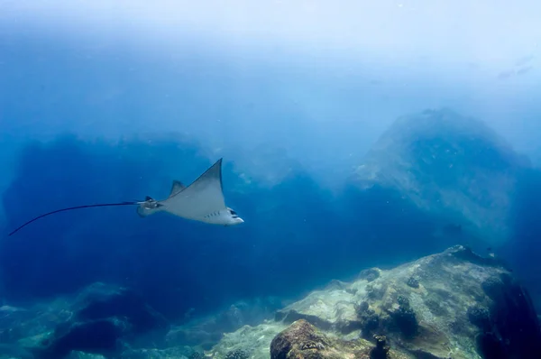 Whitespotted Eagle Ray Aetobatus Ocellatus Swimming Reef Rocks — Stock Photo, Image