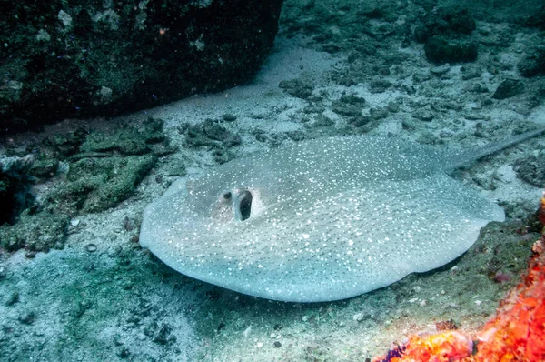 Close Porcupine Ray Urogymnus Asperrimus Ocean Sandy Bottom Seychelles — Stock Photo, Image