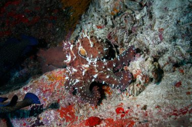 Erkek Ahtapot (Octopus vulgaris) bir su altı mağarasında