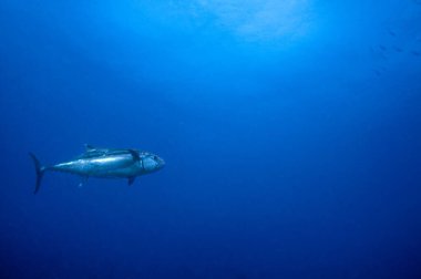 Mavi sularda Skipjack Tuna (Katsuwonus pelamis)