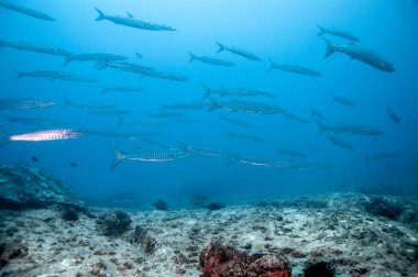Blackfin Barracuda Okulu (Sphyraena qenie) Marianne Adası, Seyşeller Tapınağı 'nda.