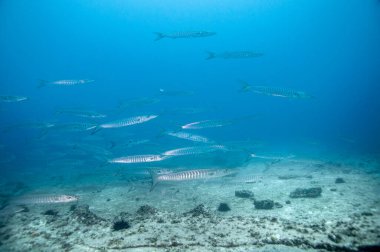 Blackfin Barracuda Okulu (Sphyraena qenie) Marianne Adası, Seyşeller Tapınağı 'nda.