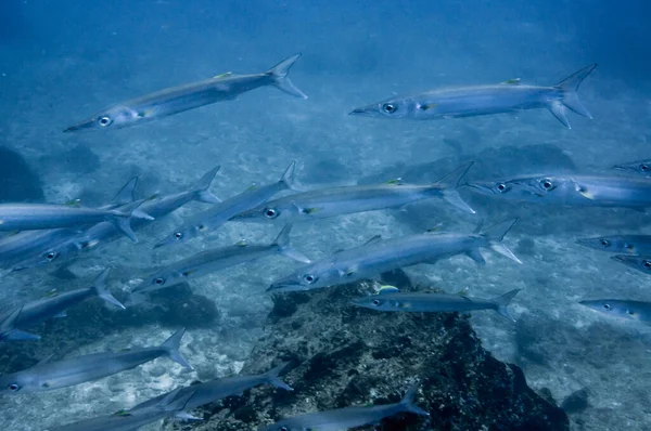 Skola För Storögd Barracuda Sphyraena Forsteri — Stockfoto