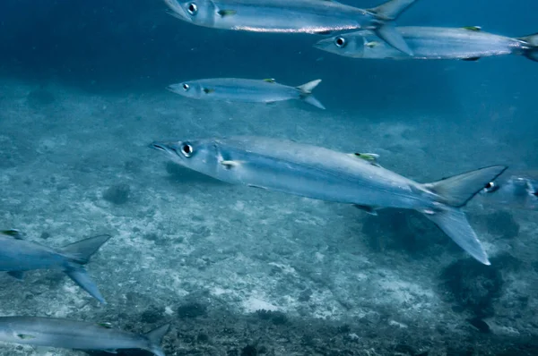 Skola För Storögd Barracuda Sphyraena Forsteri — Stockfoto