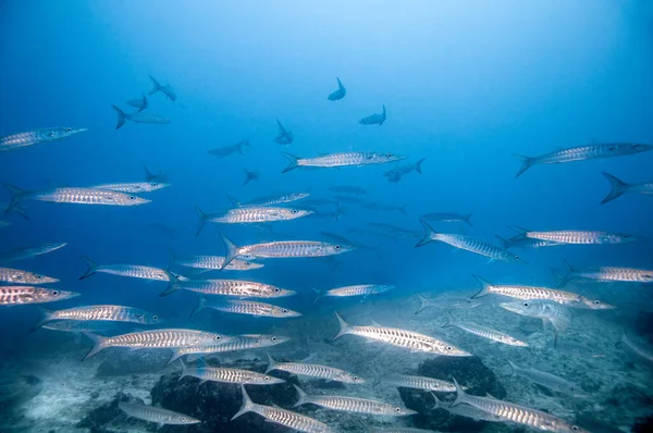 School Blackfin Barracuda Sphyraena Qenie Temple Dykplats Marianne Seychellerna — Stockfoto