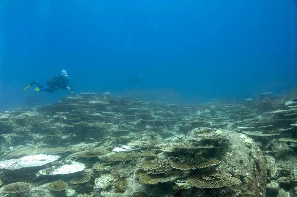 遠くにダイバーと青い水とハードサンゴ礁の水中風景 — ストック写真