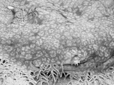 Tasselled Wobbegong köpekbalığının (Ökrossorhinus dasypogon) namlusuna çok iyi kamufle olmuş, Raja Ampat, Endonezya