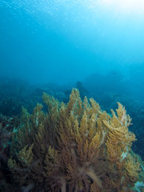 Raja Ampat 'taki sualtı dünyası. Önplanda bir Yumuşak Mercan (Litophyton cinsi))