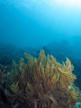 underwater world in Raja Ampat. In foreground a Branching Soft Coral (Genus Litophyton) clipart