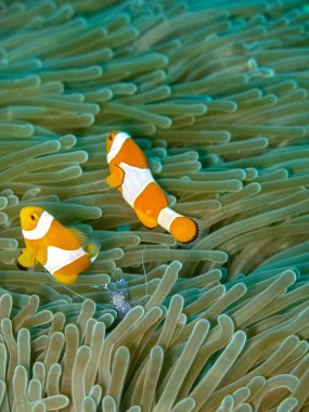 Küçük Ocellaris Anemonfish ya da Sahte Palyaço Balığı Muhteşem Deniz 'in içinde Amphiprion Osellaris Anemone Heteractis magnifica