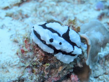 Tropik çıplak Shireen Phyllidiopsis Shireenae (Phyllidiopsis shireenae). Raja Ampat            