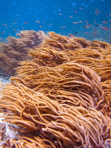 Μαλακό Κοράλι Μακαρόνια Δάχτυλο Δερμάτινο Coral Sinularia Flexybilis — Φωτογραφία Αρχείου