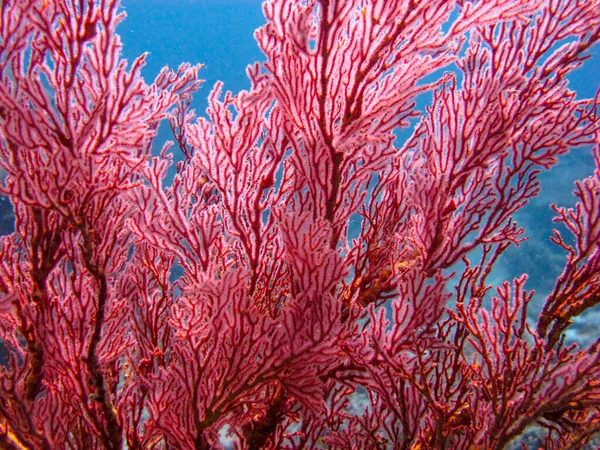 Kızıl Melithaea deniz yelpazesi fanatiği Gorgonian mercanlarına yakın çekim
