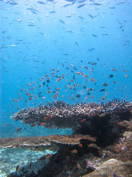 Underwater Landscape Hard Coral Reef Giant Acropora Corals School Fish — Stock Photo, Image