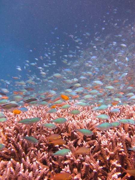 Großer Schwarm Blaugrüner Chromis Chromis Viridis Über Der Staghornkoralle Acropora — Stockfoto