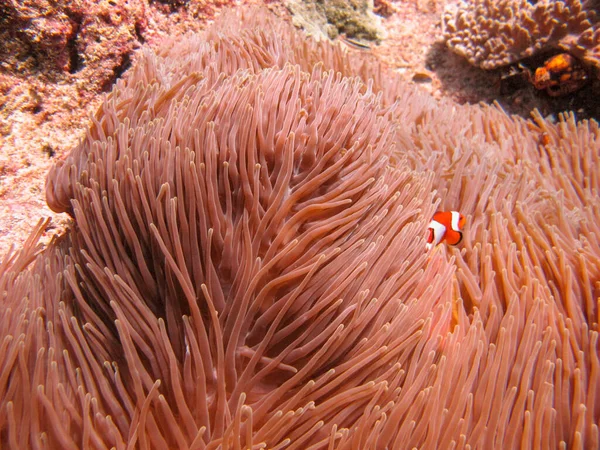 Little Ocellaris Anemonefish False Clown Fish Amphiprion Ocellaris Magnificent Sea — Stock Photo, Image