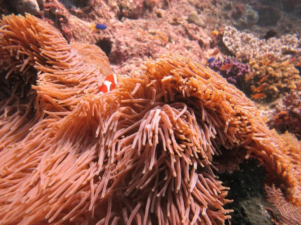 Little Ocellaris Anemonefish False Clown Fish Amphiprion Ocellaris Magnificent Sea —  Fotos de Stock