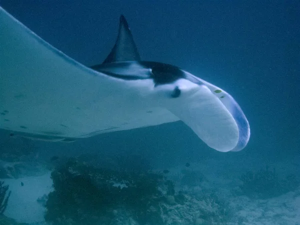 Κοντινό Πλάνο Του Reef Manta Ray Mobula Alfredi — Φωτογραφία Αρχείου