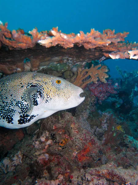 Bluespotted Puffer Fish Arothron Caeruleopunctatus Table Coral — Stock Photo, Image
