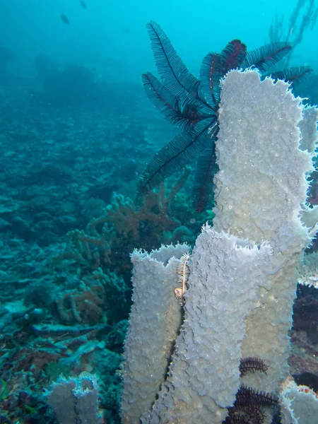 Mundo Subaquático Esponja Mar Tubular Azul Callyspongia Aerizusa — Fotografia de Stock