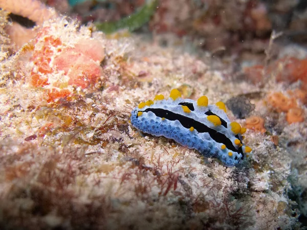 Тропічна Нудифілія Sky Blue Phyllidia Phyllidia Coelestis Морській Губці Раджа — стокове фото