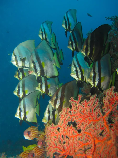 Platax Pinnatus 热带鱼类群 — 图库照片