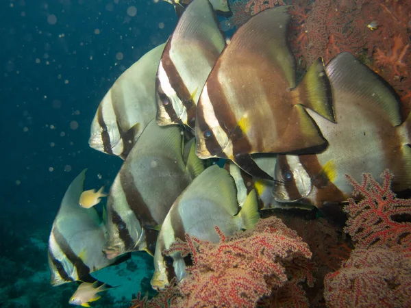 Skola Tropiska Fiskar Dusky Batfish Platax Pinnatus — Stockfoto
