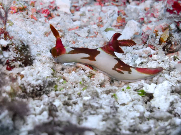 Tropical Nudibranch White Red Chamberlain Nembrotha Nembrotha Chamberlaini Indo Pacific — Stock Photo, Image