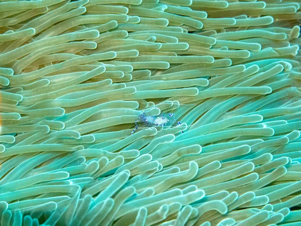 Graceful Anemone Shrimp Ancylomenes Venustus Sea Anemone — Stock Photo, Image