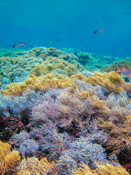 Όμορφη Υποβρύχια Πολύχρωμη Στάση Από Μαλακό Κοράλλι Σπαγγέτι Δάχτυλο Δερμάτινο — Φωτογραφία Αρχείου