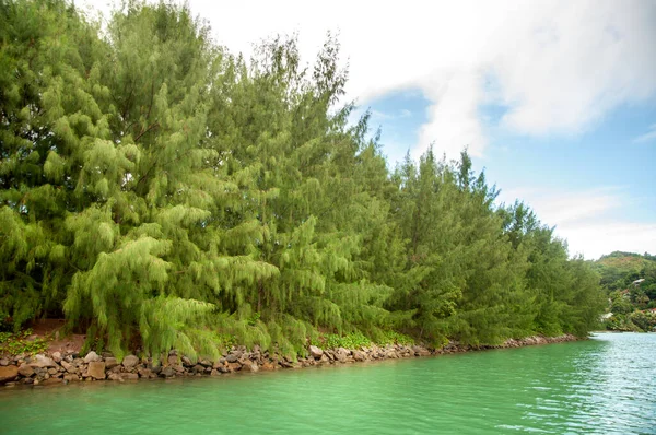 河岸水边的海滩橡树 Casuarina Equisetifolia — 图库照片