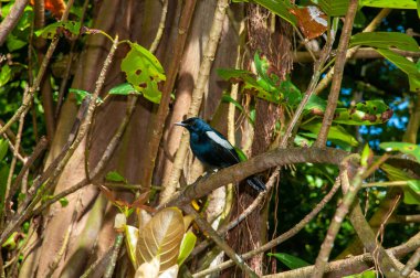 Seyşeller Magpie-Robin (Copsychus sechellarum). Doğa koruma alanı, Seyşeller.