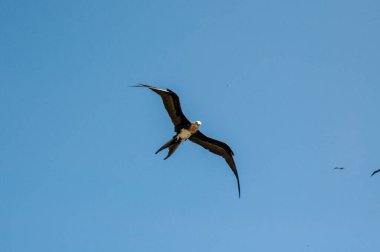 Büyük Fregatebirds (Fregata minör) Aride Island, Seyşeller üzerinde açık mavi gökyüzünde uçuyor