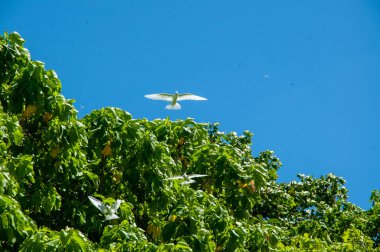 White Tern tropikal beyaz kuşları (Gygis alba) ağaçların üzerinde uçuyorlar.