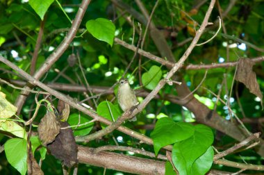 Seyşeller Warbler (Acrocephalus sechellensis), Aride Island 'da bir ağaç dalında dinleniyor. Seyşeller