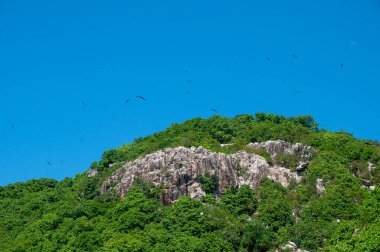 A colony of Great Fregatebirds  (Fregata minor) Flying in the blue sky above Aride Island, Seychelles