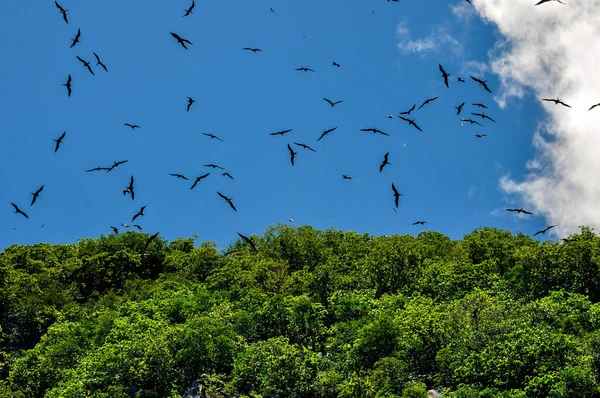 Colony Great Fregatebirds Fregata Minor Flying Blue Sky Aride Island — Stock fotografie