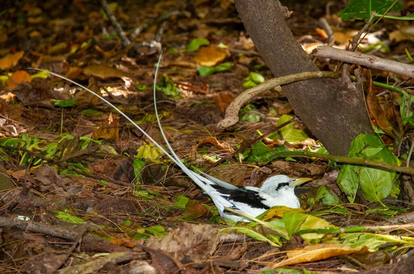 Tropicbird Queue Blanche Phaethon Lepturus Nichant Sur Sol Forestier Promenade — Photo