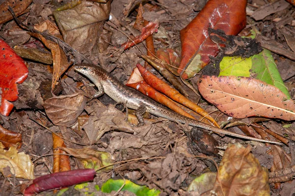 Wright Skink Wright Mabuya Trachylepis Wrightii Ještěrka Přírodní Rezervaci Aride — Stock fotografie