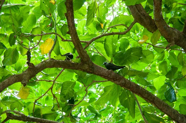 Noddy Noir Anous Minutus Reposant Sur Arbre Branches Dans Réserve — Photo