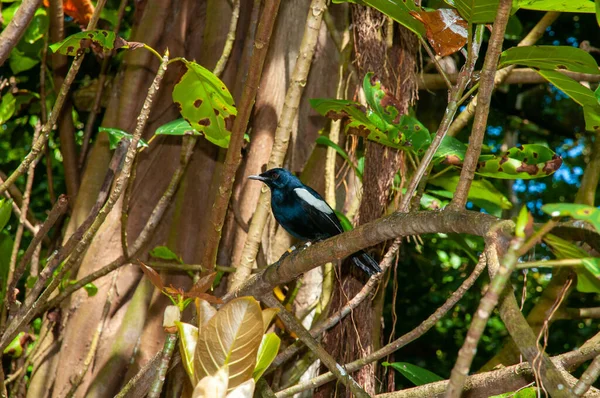 Seychelles Magpie Robin Copsychus Sechellarum Promenade Réserve Naturelle Seychelles — Photo